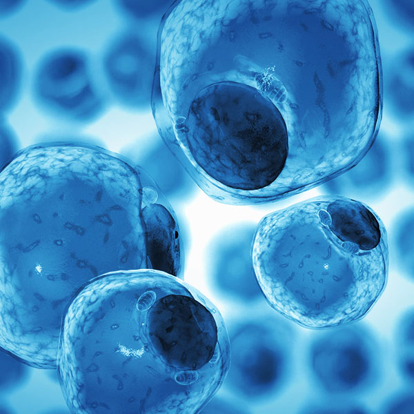 vita365-dislipidemia